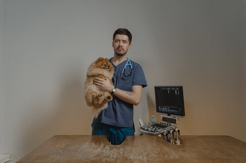 The Need-to-Know Basics of Pet Surgery: What Pet Owners Should Expect